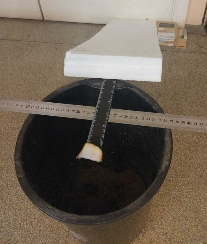 Ловушка для Мыша