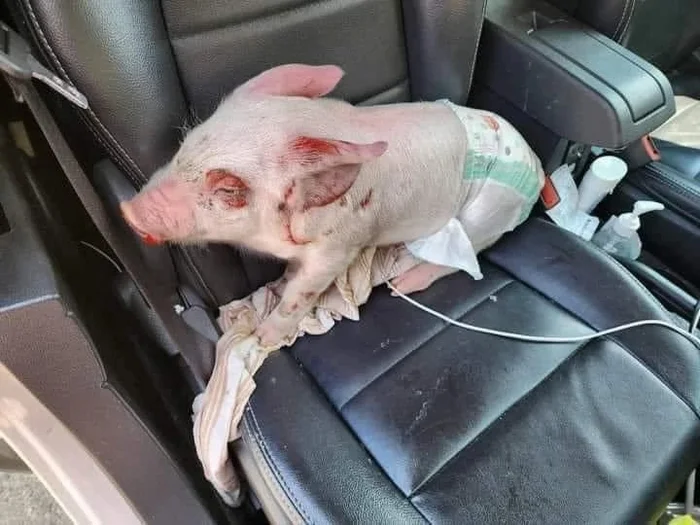 Piglet escaped on the way to the slaughterhouse, or animal rights activists found a family for the pig - Radical animal protection, Incident, Animal defenders, The escape, Panopticon, VKontakte (link), Facebook (link), Negative