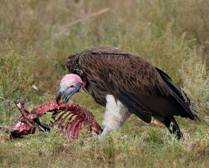 Загадка смерти Лидии