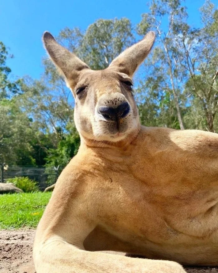 Why does a kangaroo need 2 dicks? - My, Nature, Animals, Amazing