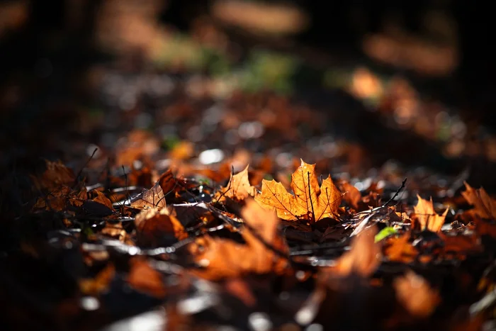 Maple leaves - My, The photo, Autumn, Leaves, Maple Leaf