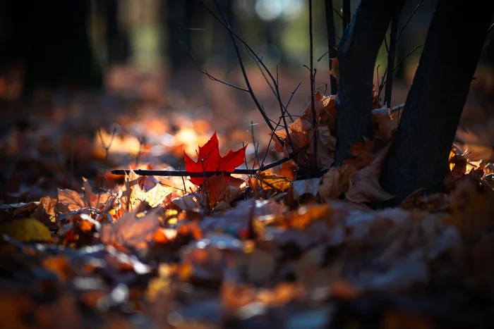 Maple leaves - My, The photo, Autumn, Leaves, Maple Leaf