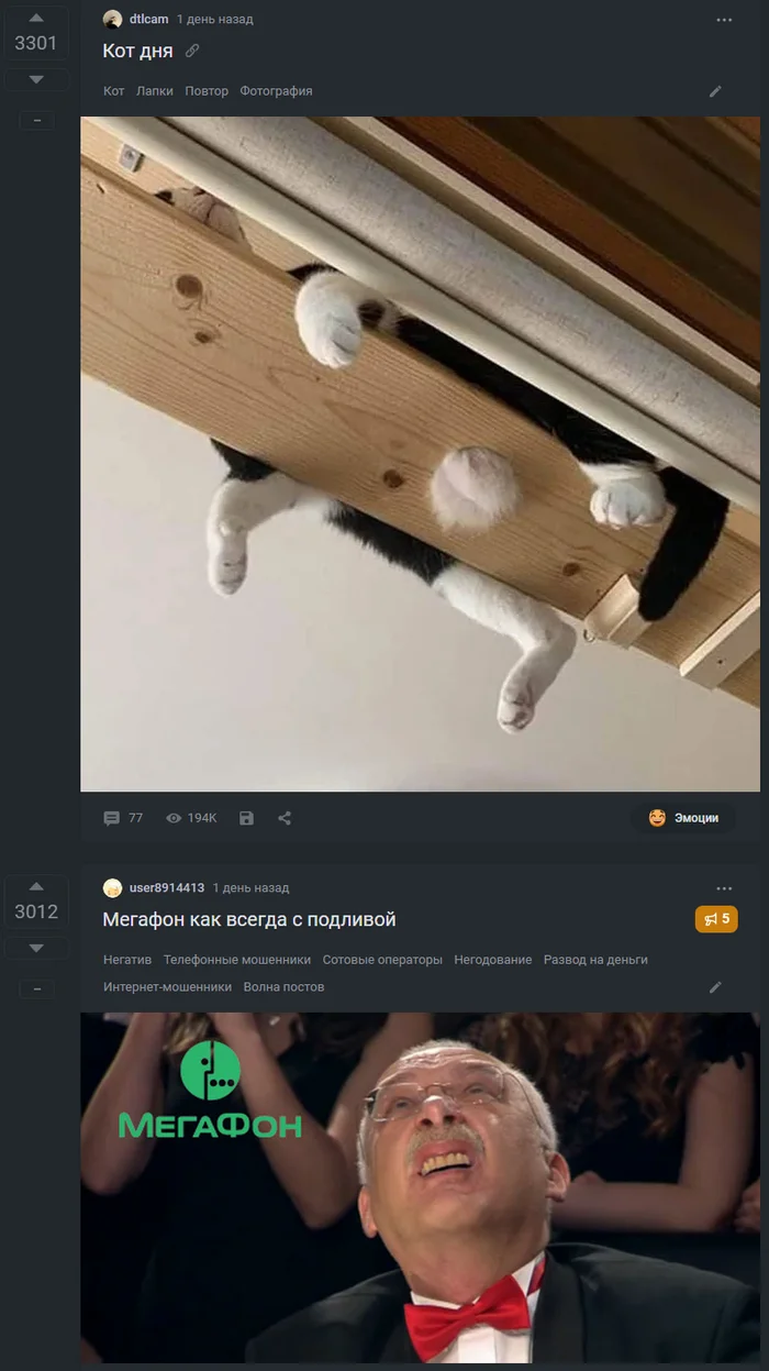 Coincidence :) - Coincidence, Humor, cat, Screenshot, Posts on Peekaboo