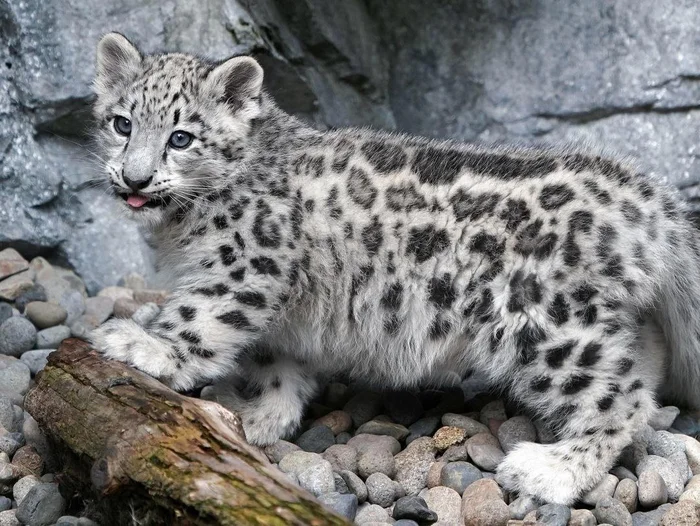 The cuteness and grace of a snow leopard - Snow Leopard, Young, The photo, Milota, Wild animals, Cat family, Predatory animals, Big cats, Zoo, Hokkaido, Japan, Telegram (link), Longpost