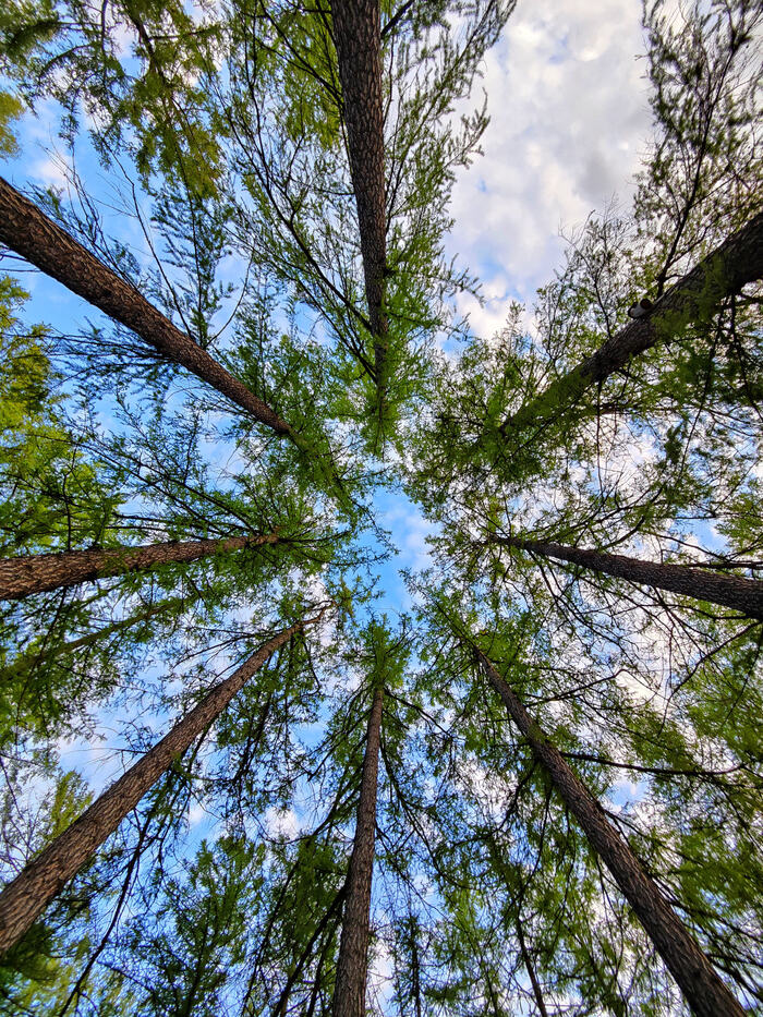 When you get lost in the three pines - My, Larch, The cycle, Forest, Sky, The photo, Mobile photography, Landscape