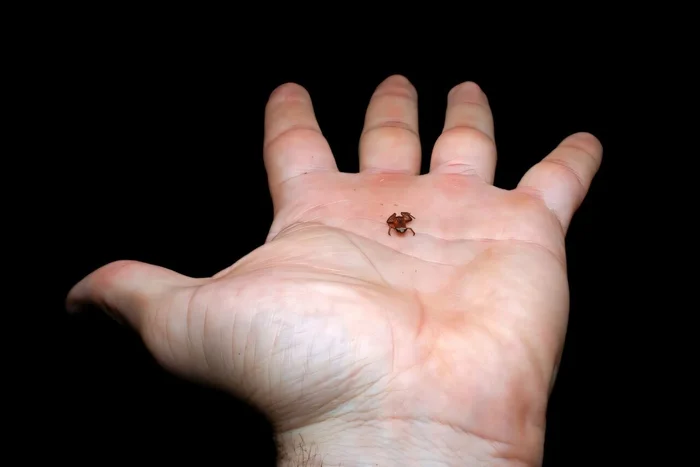 Flea toads: they croak too! - Toad, Amphibians, Brazil, South America, Wild animals, The new kind, Scientists, University, Longpost