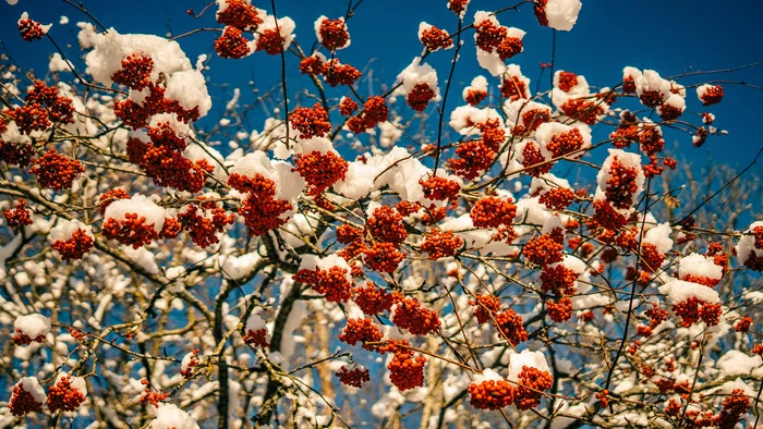 First snow on Voronya Gora, Dudergof - My, The photo, Evening, Leningrad region, Autumn, Snow, Landscape, Woodpeckers, Longpost