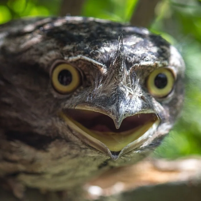 Frogmouth - Frog, Birds, Wild animals, Zoo, The photo