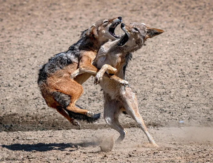 Black-backed jackals fight over a place at a watering hole - Jackal, Canines, Predatory animals, Wild animals, wildlife, National park, South Africa, The photo