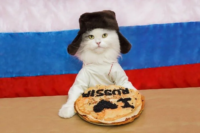 Typical cats in Russian apartments and houses - Russia, Moscow, Flag, Tricolor, cat, Pets