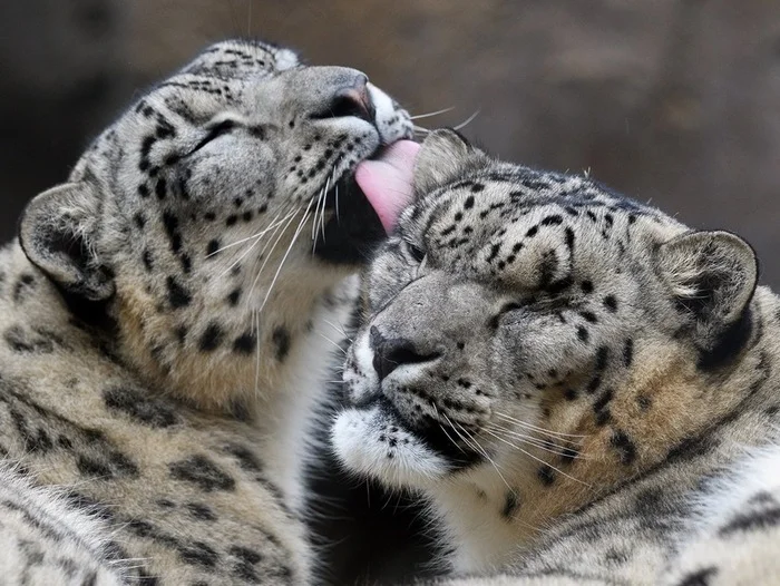 Care - Snow Leopard, Big cats, Cat family, Predatory animals, Wild animals, Zoo, Lick, The photo