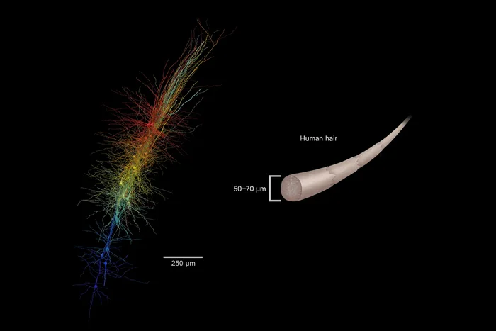 3D Brain Map: See the Human Brain Like Never Before - Research, The science, Scientists, Nauchpop, Brain, Longpost