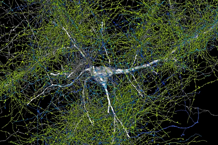 3D Brain Map: See the Human Brain Like Never Before - Research, The science, Scientists, Nauchpop, Brain, Longpost