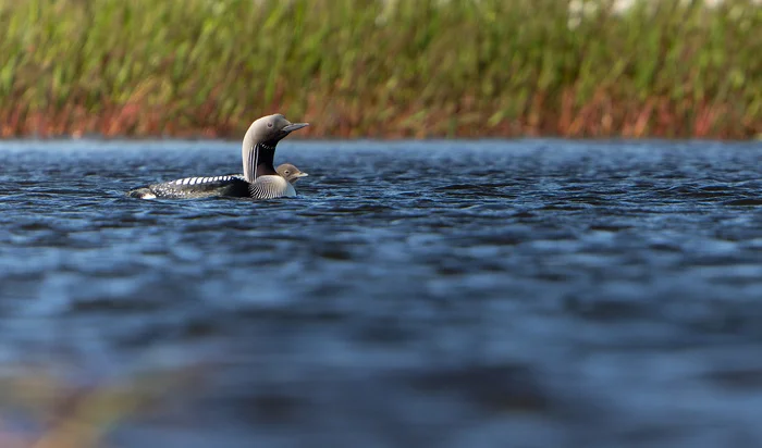 Black-throated Loon with Chick - My, Birds, Ornithology League, Yamal, Ornithology, Photo hunting, Loon, Chick