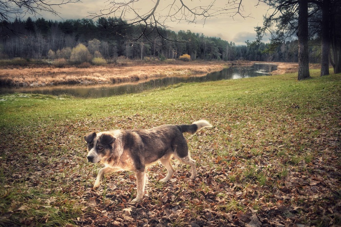 ....да ну ее эту охоту, хозяин, пошли домой, в тепло к мискам.
