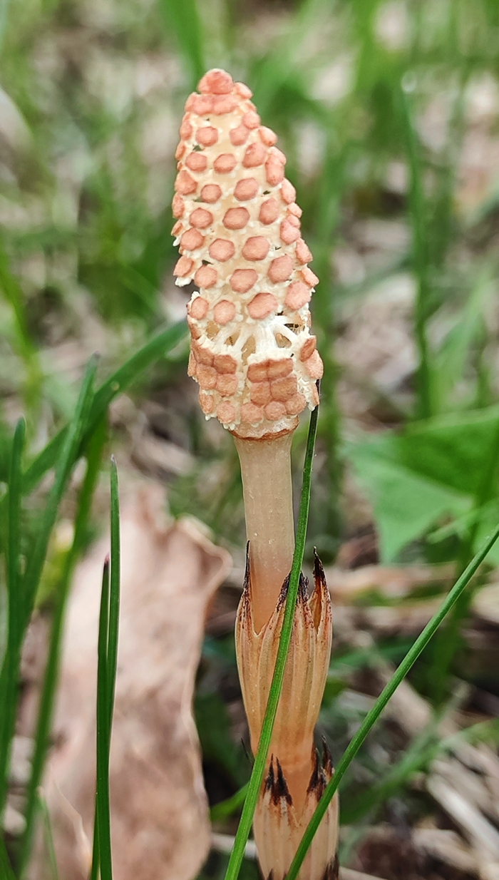 ����� ������ � ������������ ��� ����� "��������". ���������, ��� ���? ���� �������? 