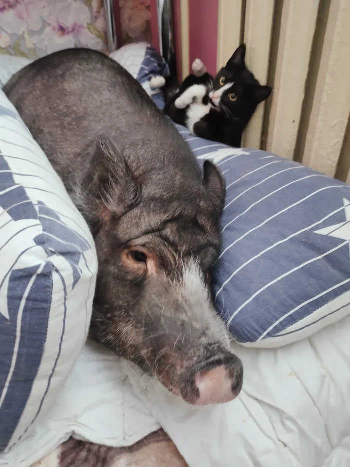 Bremenskie. Start - My, Mini Pig, cat, Animals, Mobile photography