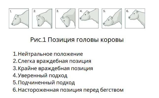 Safe cattle handling guide 2014 (part 1) - Cow, Сельское хозяйство, Dairy farm, Longpost