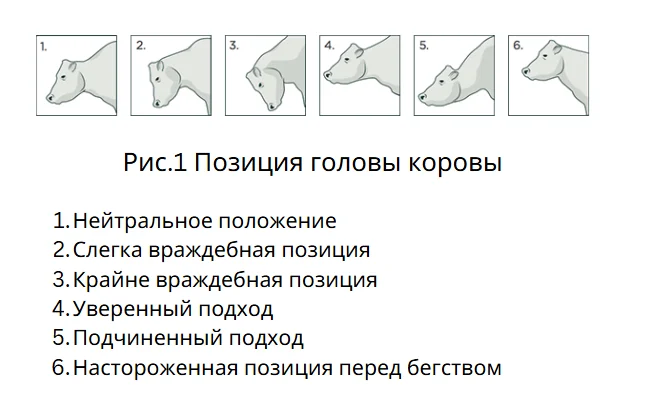 Safe cattle handling guide 2014 (part 1) - Cow, Сельское хозяйство, Dairy farm, Longpost