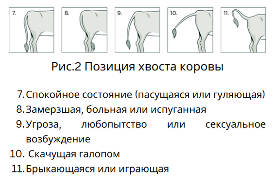 Safe cattle handling guide 2014 (part 1) - Cow, Сельское хозяйство, Dairy farm, Longpost