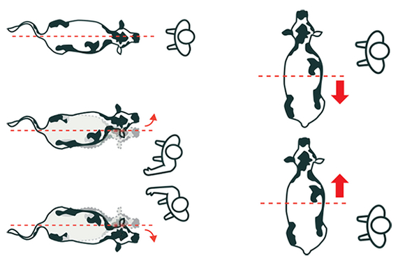 Safe cattle handling guide 2014 (part 1) - Cow, Сельское хозяйство, Dairy farm, Longpost