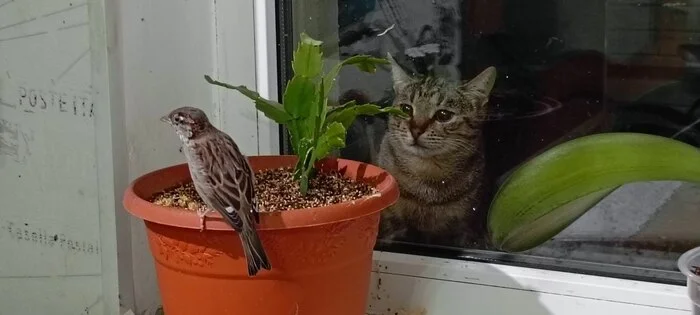 The Sparrow and the Cat - My, Sparrow, cat, The rescue, Friend, Video, Soundless