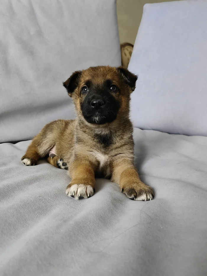 Continuation of the post Puppies are looking for a home. Moscow - My, Homeless animals, Overexposure, In good hands, Lost, No rating, Dog, Longpost, Repeat, Video, Vertical video, Reply to post