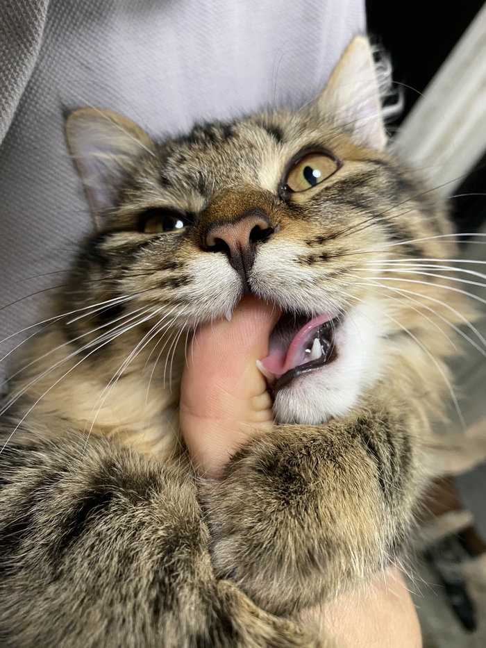 Я хищный зверььььь)