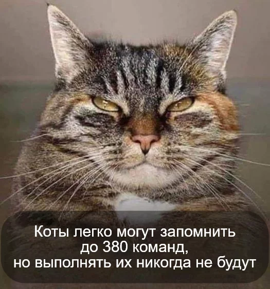 Могём, но не будём )) - Кот, Команды, Не буду