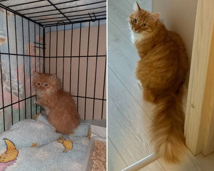 There were a few and they became a few from the animals I saved - My, cat, Animal Rescue, Helping animals, It Was-It Was, Dacha, Winter, Longpost