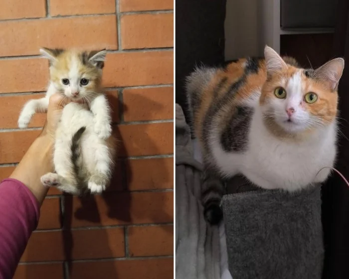 There were a few and they became a few from the animals I saved - My, cat, Animal Rescue, Helping animals, It Was-It Was, Dacha, Winter, Longpost