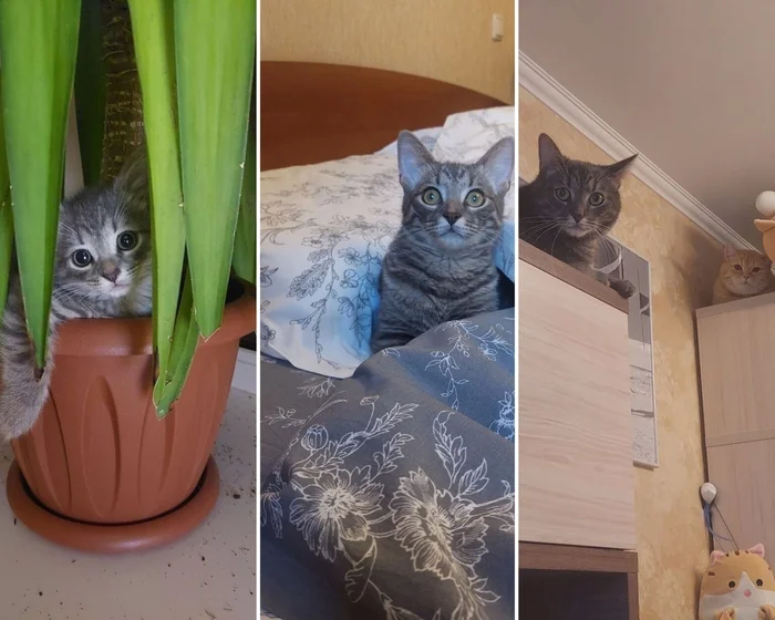 There were a few and they became a few from the animals I saved - My, cat, Animal Rescue, Helping animals, It Was-It Was, Dacha, Winter, Longpost