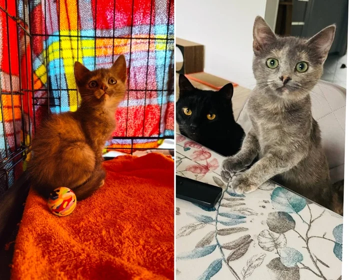 There were a few and they became a few from the animals I saved - My, cat, Animal Rescue, Helping animals, It Was-It Was, Dacha, Winter, Longpost