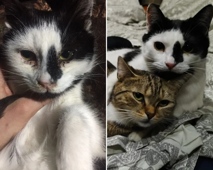 There were a few and they became a few from the animals I saved - My, cat, Animal Rescue, Helping animals, It Was-It Was, Dacha, Winter, Longpost