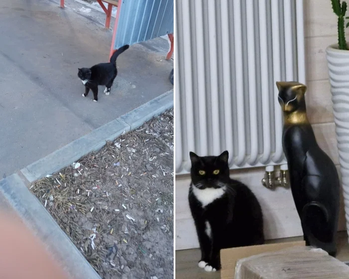 There were a few and they became a few from the animals I saved - My, cat, Animal Rescue, Helping animals, It Was-It Was, Dacha, Winter, Longpost