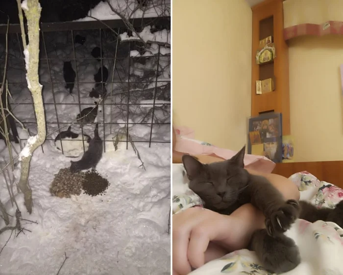 There were a few and they became a few from the animals I saved - My, cat, Animal Rescue, Helping animals, It Was-It Was, Dacha, Winter, Longpost