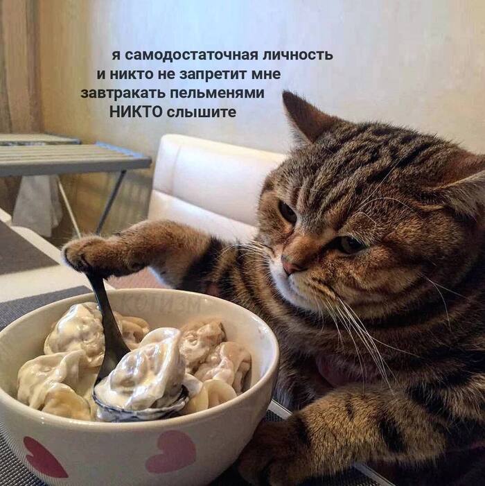 Perfect breakfast - Dumplings, cat, Funny animals, Fluffy, Fat cats, Repeat