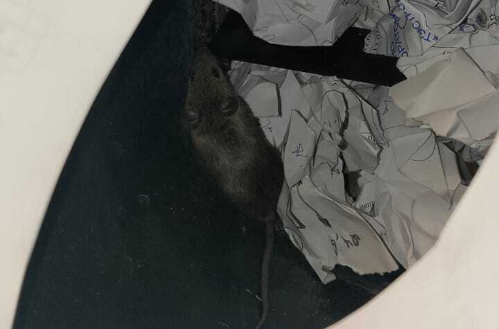 Грызун попался в сети.