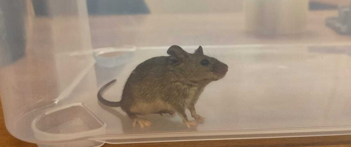 Суетится, ищет выход.