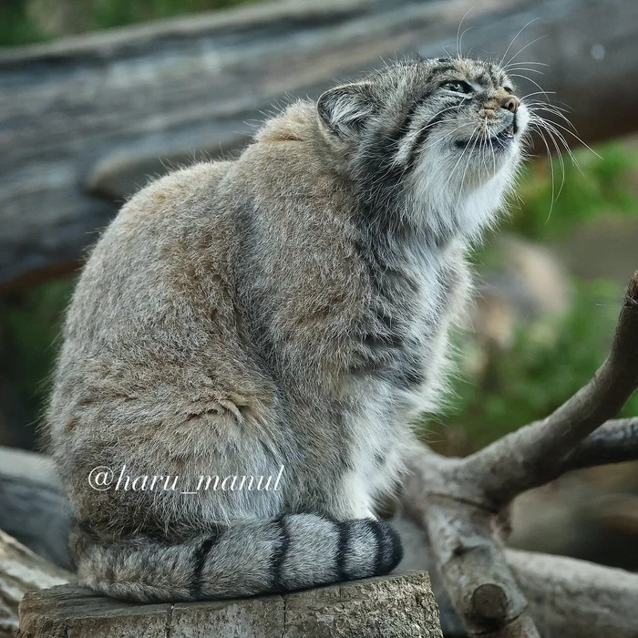 Good morning! - Predatory animals, Cat family, Wild animals, Zoo, Pallas' cat, Small cats, The photo