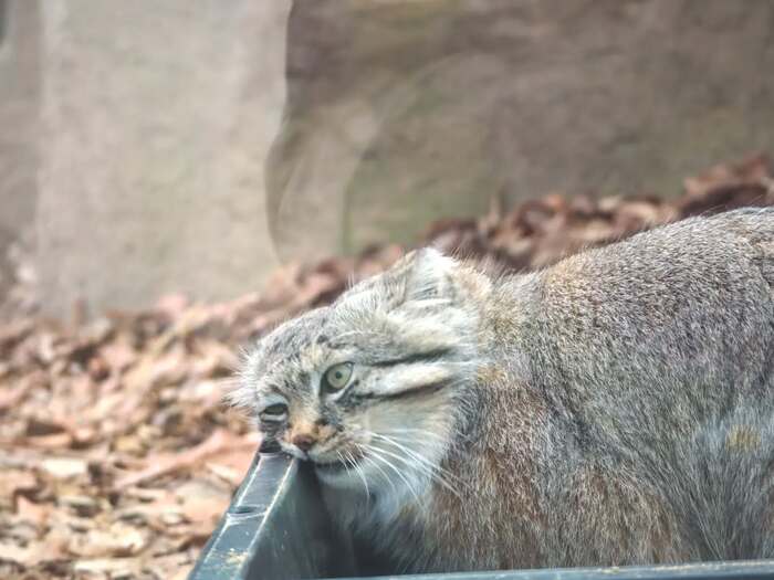 Favorite tray - Predatory animals, Cat family, Wild animals, Zoo, Pallas' cat, Small cats, The photo