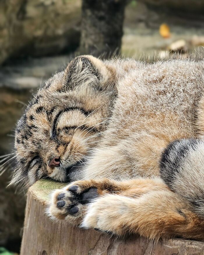 Sweet dreams - Predatory animals, Cat family, Wild animals, Zoo, Pallas' cat, Small cats, The photo