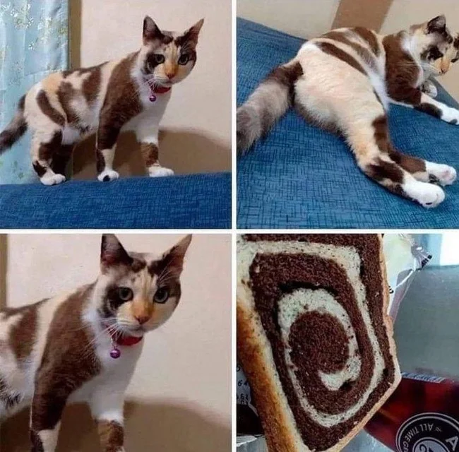 Cinnamon bun - cat, Color