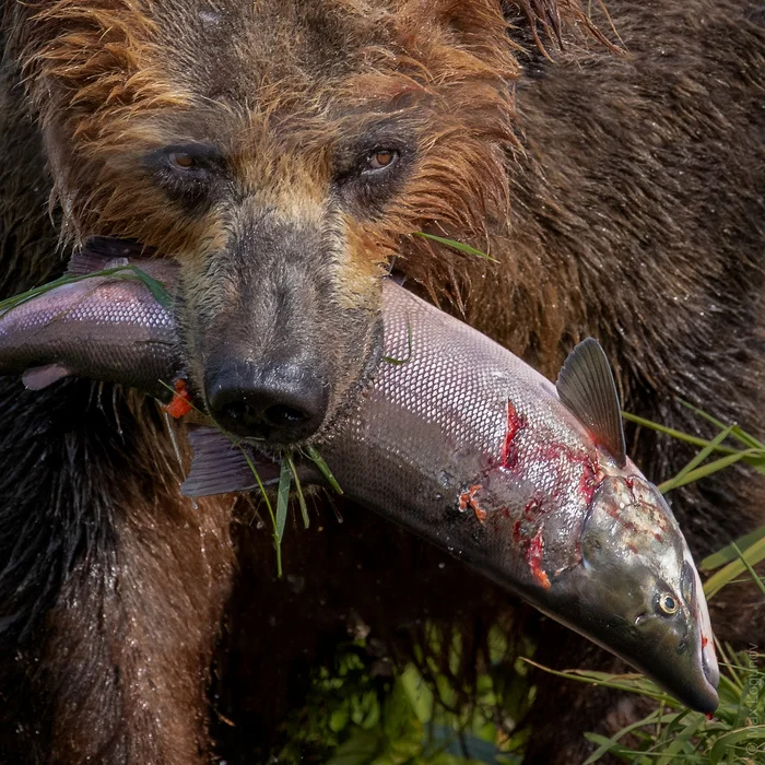 Fish snack - My, Animals, Photo hunting, The photo, The Bears, Kamchatka, Brown bears, Mining, A fish