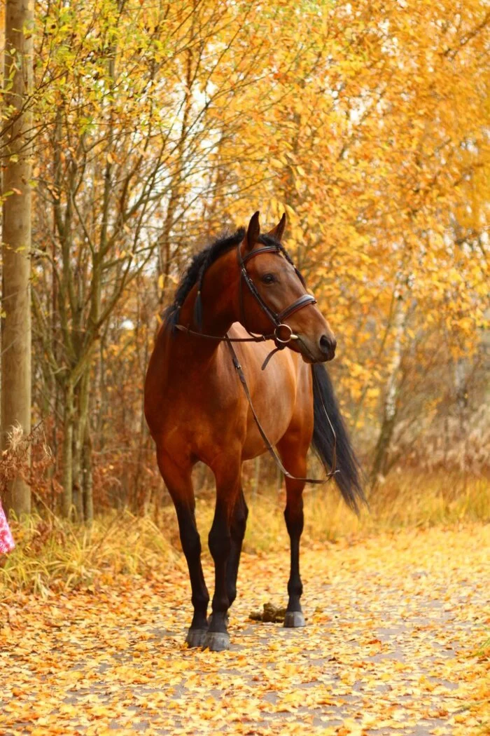 Another photo shoot with Baikal - My, Horses, Stable, Field, Grass, Girls, The photo, PHOTOSESSION, Beautiful view, Pets, Animals, Autumn, Autumn leaves, Longpost, Fashion model