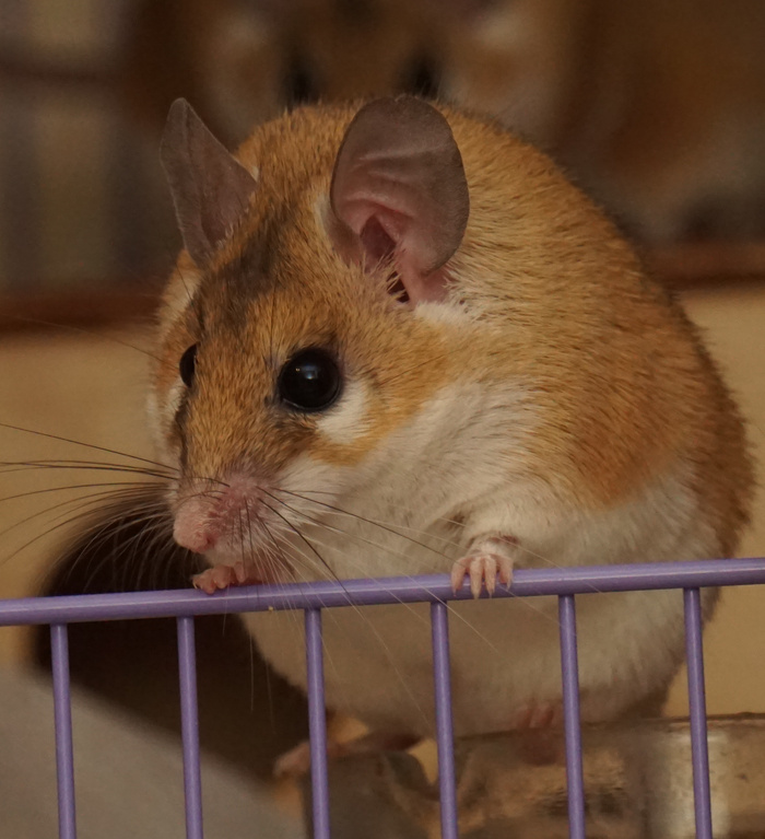 �������� ��� �������?