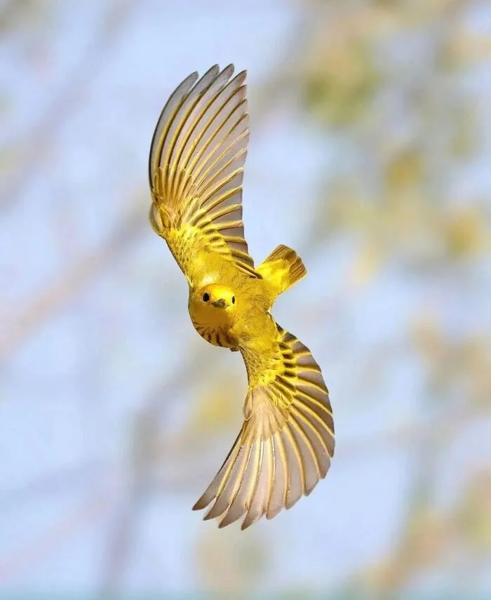 Yellow woodpecker - Passeriformes, Birds, Wild animals, wildlife, North America, The photo