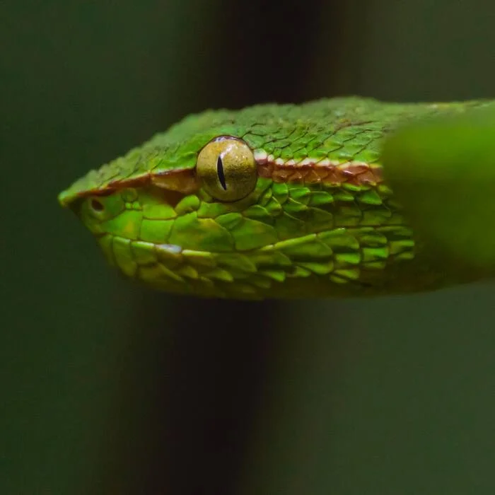 Northern Philippine Temple Keffiyeh - Keffiyeh, Vipers, Snake, Reptiles, Poisonous animals, Wild animals, wildlife, National park, Indonesia, The photo, Longpost