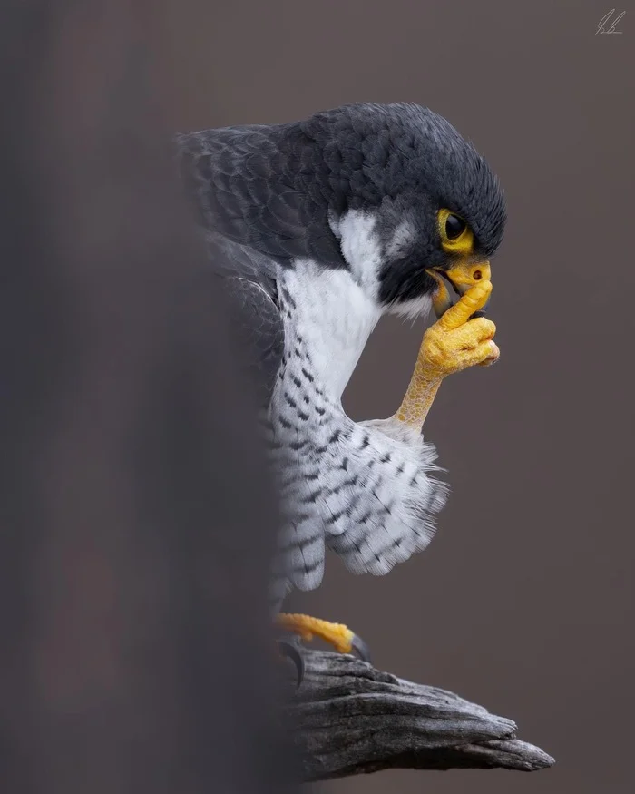 Post 11998011 - Peregrine falcon, The photo