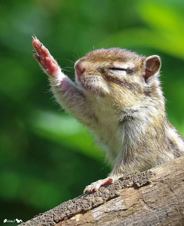 I bless you - Rodents, Chipmunk, Wild animals, wildlife, Japan, The photo